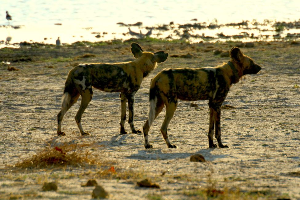 Okavango Delta, ein Eldorado für Tiergeschichten