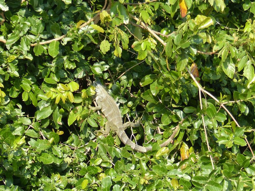 Brazil Pantanal River Cruise