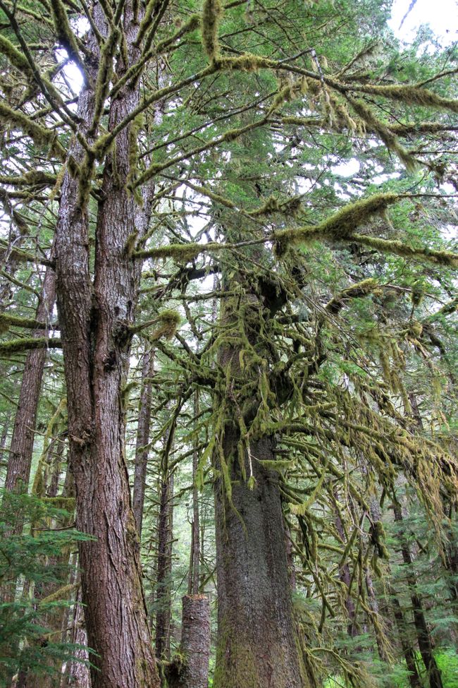 Rainey Creek Nature Trail zum Big Tree