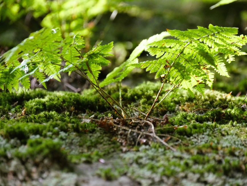 Parque Nacional del Cuyahoga