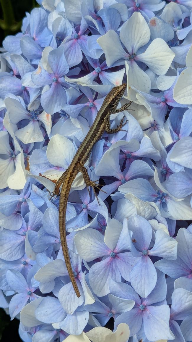 Tag 13: Levada da Ribeira da Janela & Nordwestküste