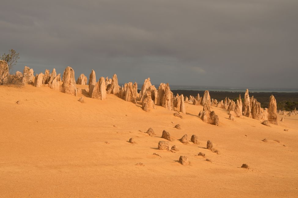 Nambung NP - Pinnacles / Pinnacles