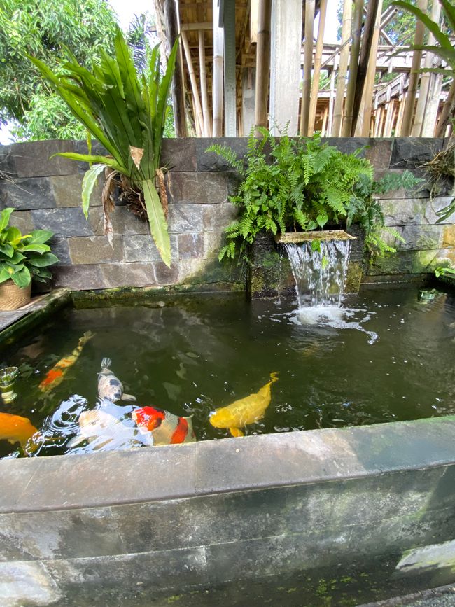 Teich im Garten des Hostels