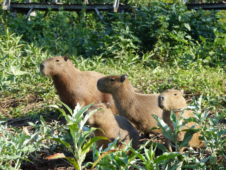 Brazil Pantanal River Cruise