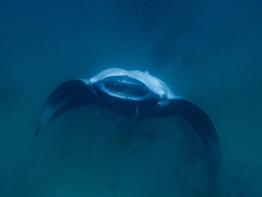 Snorkeling