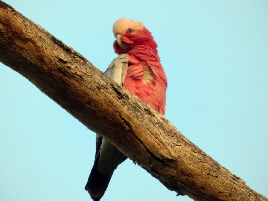 Morning walk with few birds