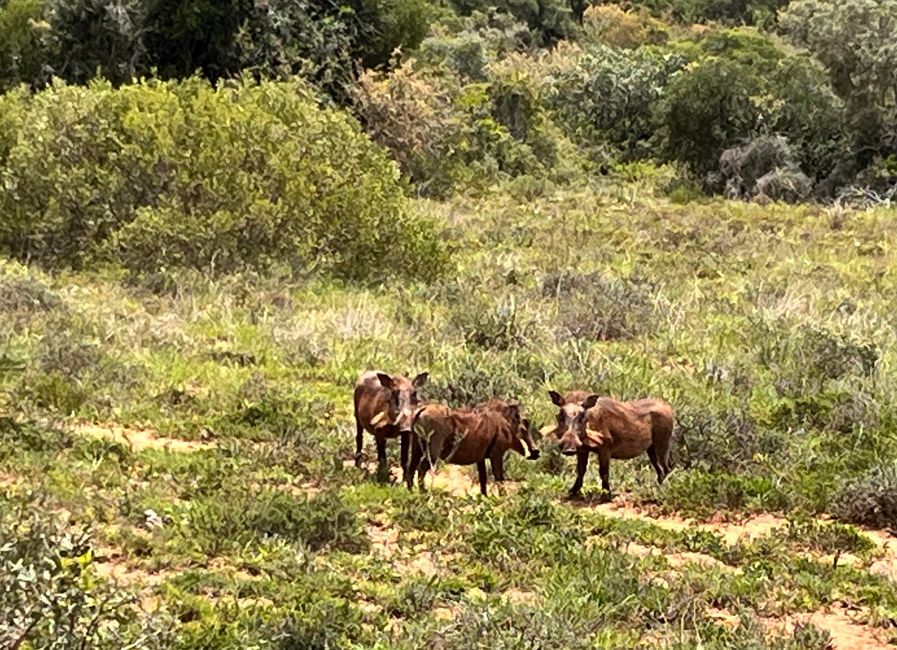 Addo Elephant Park