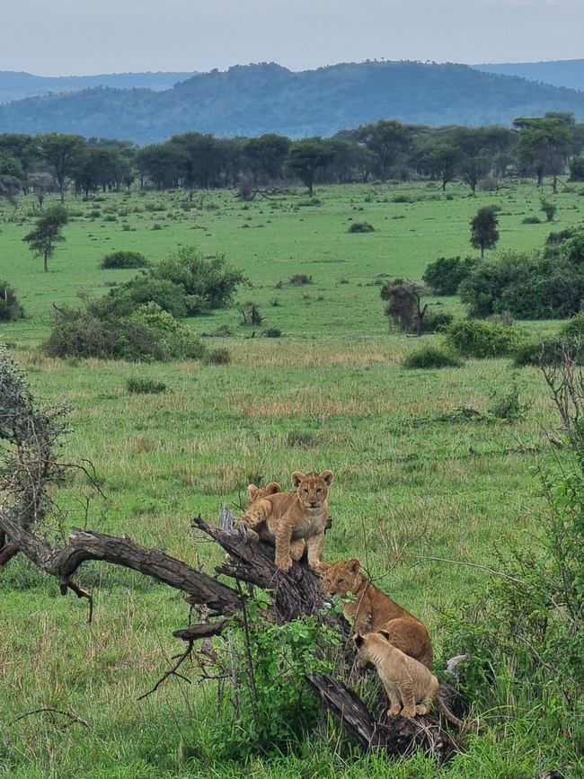 Tansania - Tag 5: Serengeti Nationalpark