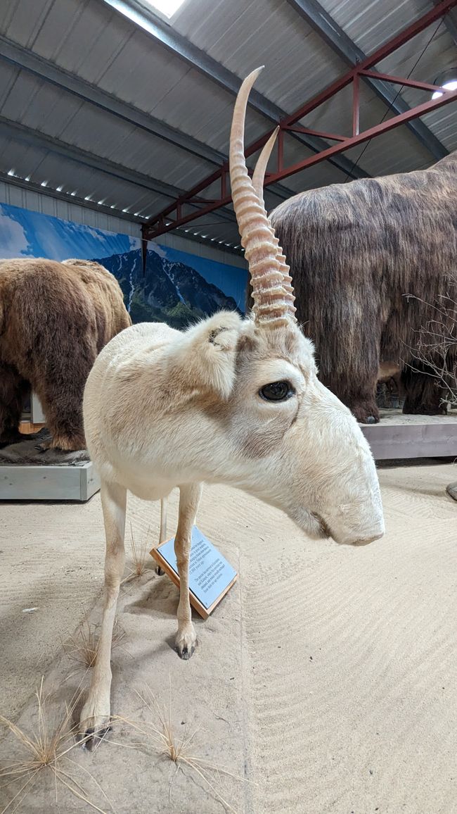 Etiqueta 21: Alrededor de Whitehorse: Cachorros de husky, Lago Esmeralda y el desierto más pequeño del mundo