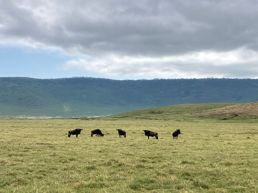 Il Cratere di Ngorongoro