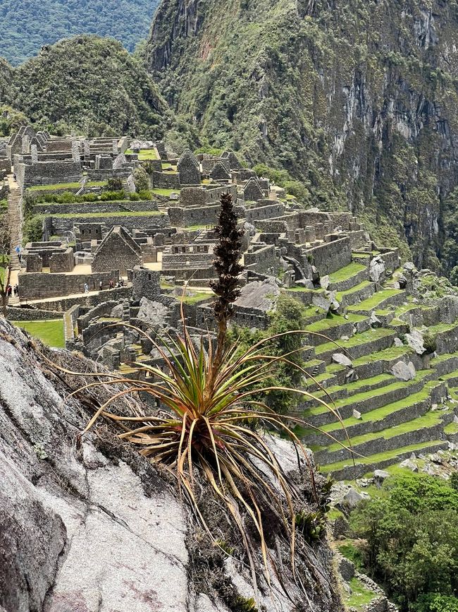 👷‍♂️Tag 26-2 (3.11.) Machu Picchu, die alte Inca-Stadt