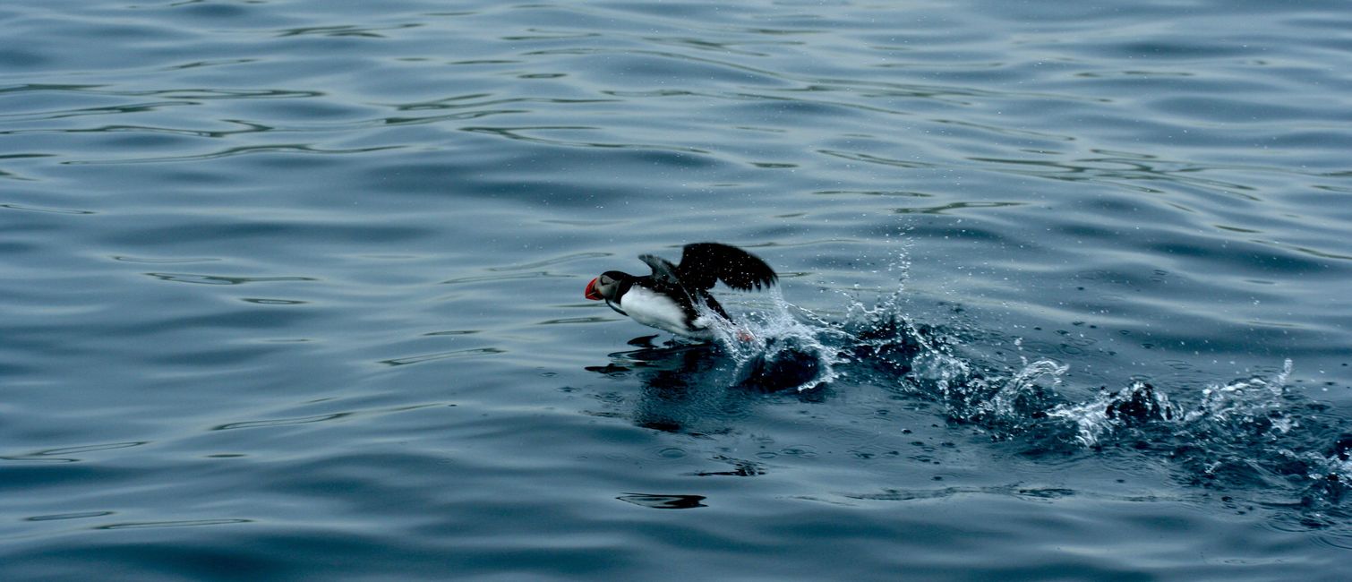 Ein Puffin hat's eilig.