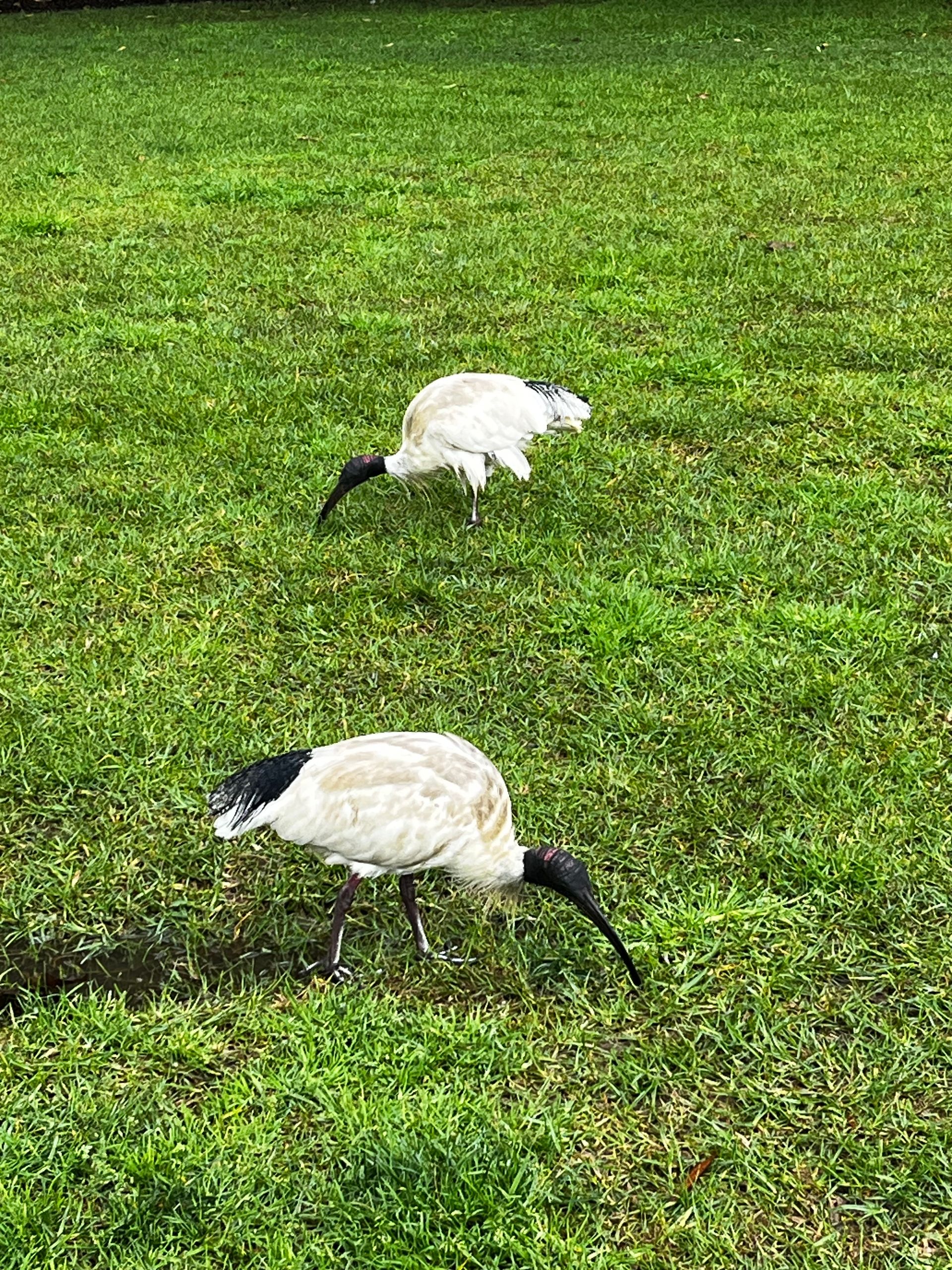 Australien White Ibis