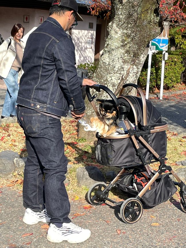 Die spinnen!