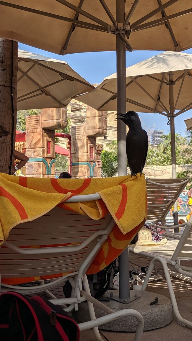 Aquaventure Waterpark