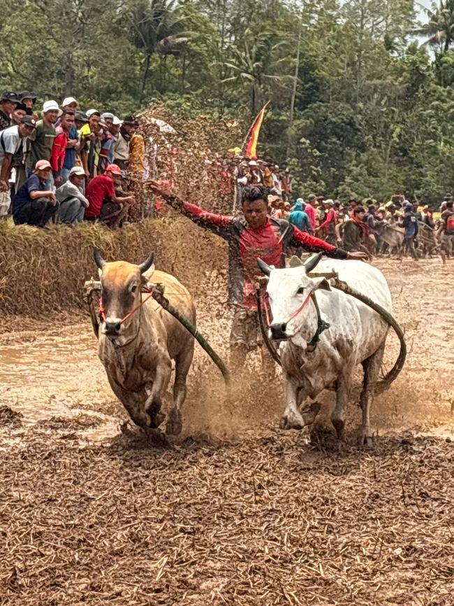 Pacu Jawi