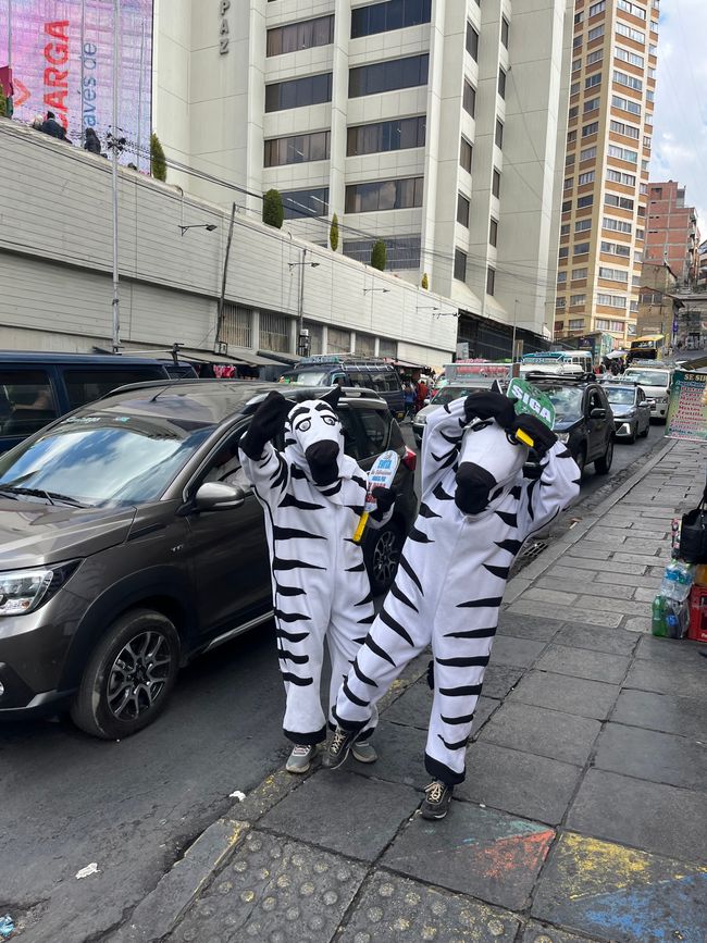 Zebras regeln den Verkehr 