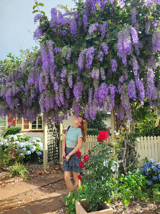 Montville in voller Blütenpracht