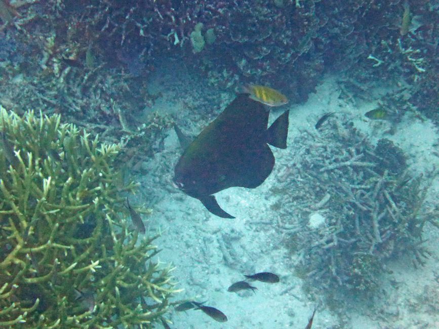 Sauwandarek, Raja Ampat, Indonesia
