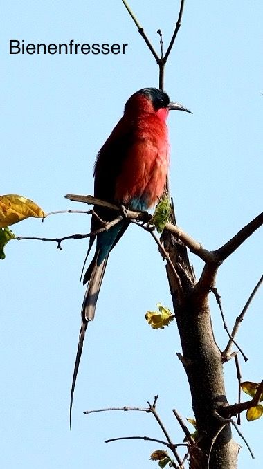 Chobe Nationalpark