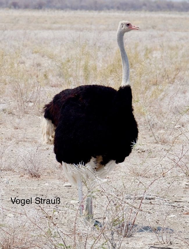 Etosha - we are here!