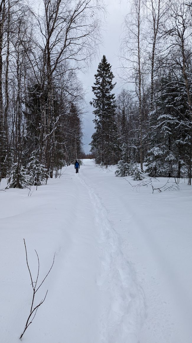 Day 10 Winter Wonderland & sleigh fun in Ivalo