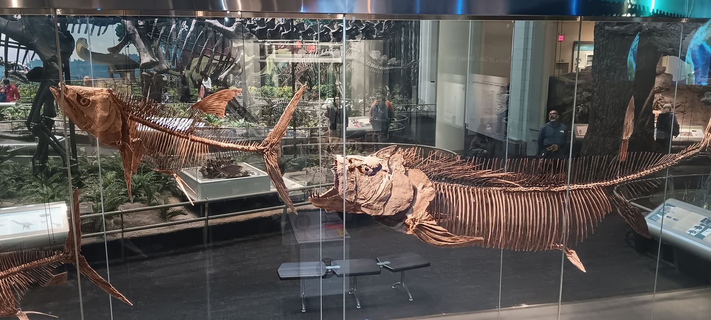 Museum of natural history I