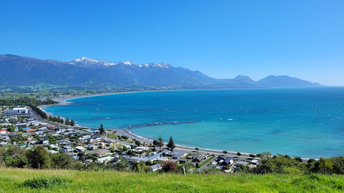 „Animal Watching“ in Kaikoura – Part Two (Seals, No Whales & Dolphins? - but Sheeps!)