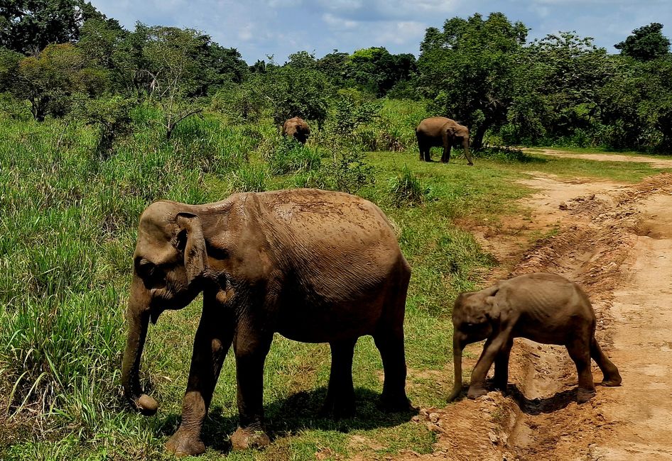 Hurulu Eco Park