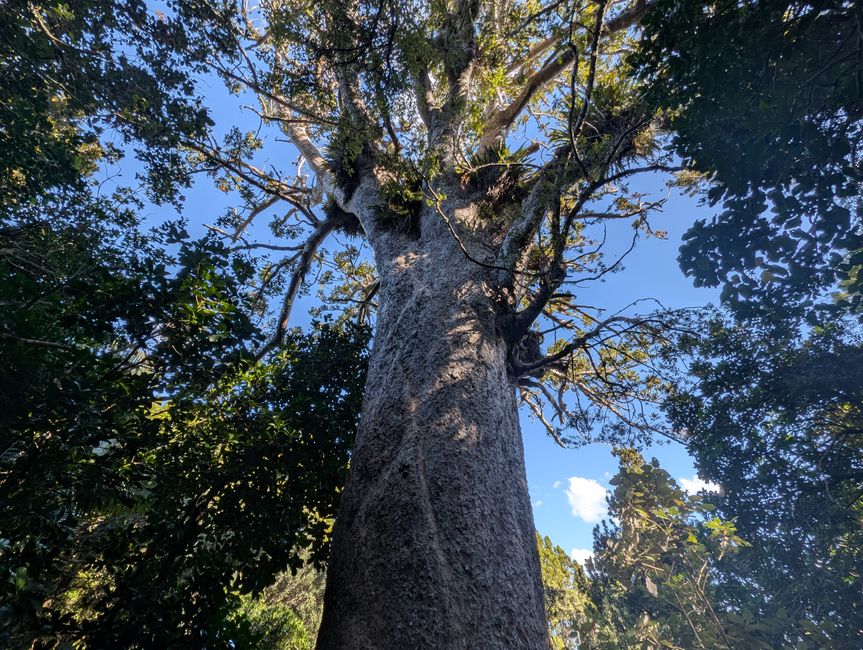 Big Kauri