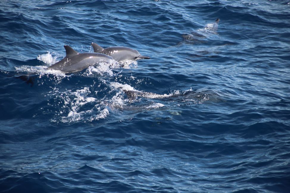 Matara - Mauvais temps, pas de baleines, mais des Salties (crocodiles d'eau salée)