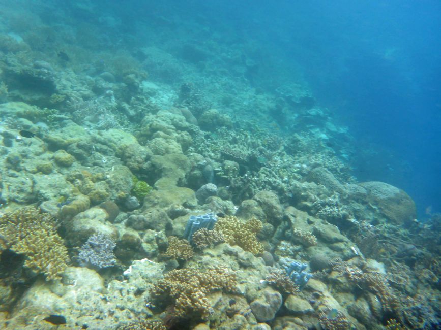 Misool, Nuova Guinea occidentale, Indonesia, escursione in Zodiac