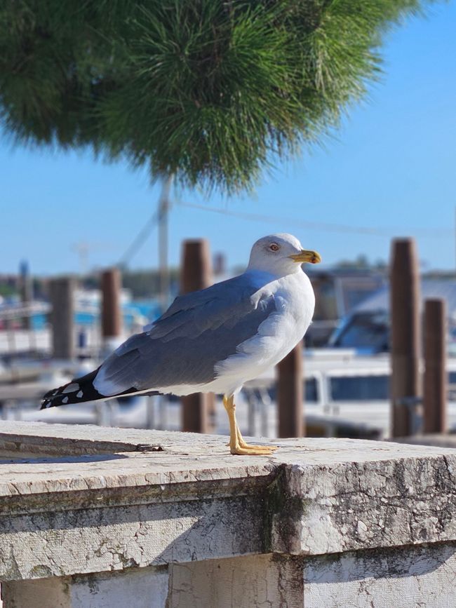 2025 - November - Venedig