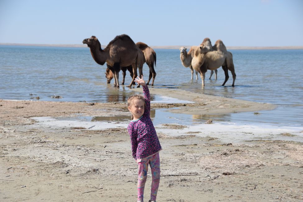 Kamele im Wasser
