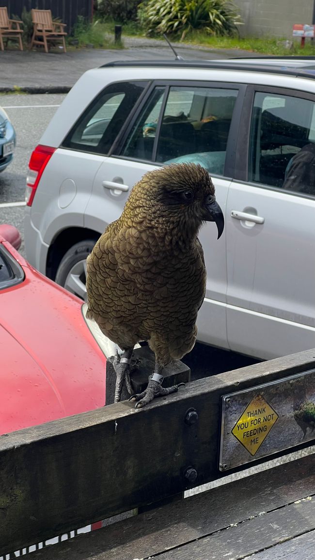 Das Schild steht hier nicht umsonst! Die klugen Vögel haben das Café im Dorf in ihrer Hand.
