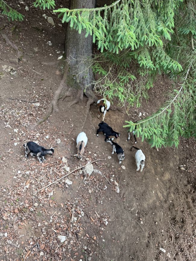 📍Wildpark, Hundshaupten/ 📍Wildlife Park, Hundshaupten