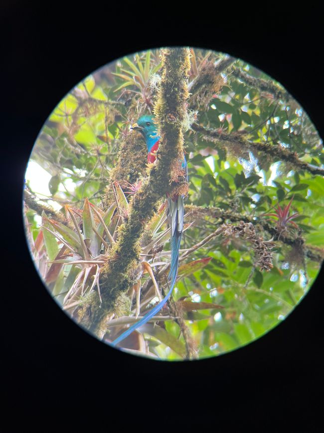 Quetzal Männchen durch das Spektiv fotografiert 