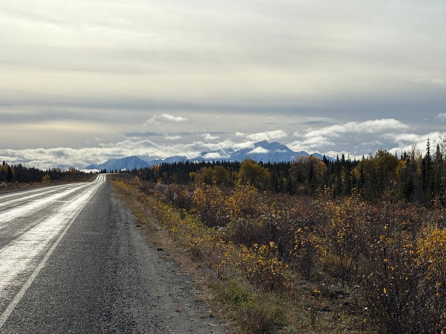 Day 4 – Spruce Grouse Detectives & 333 km Towards Adventure 🐔🎶