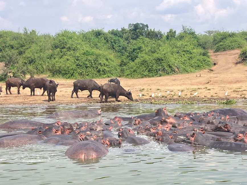 Queen Elizabeth Nationalpark