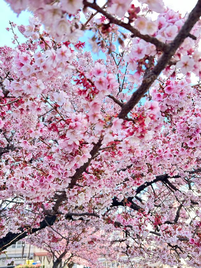 Kirschblüten in Japan - Tag 12-13 