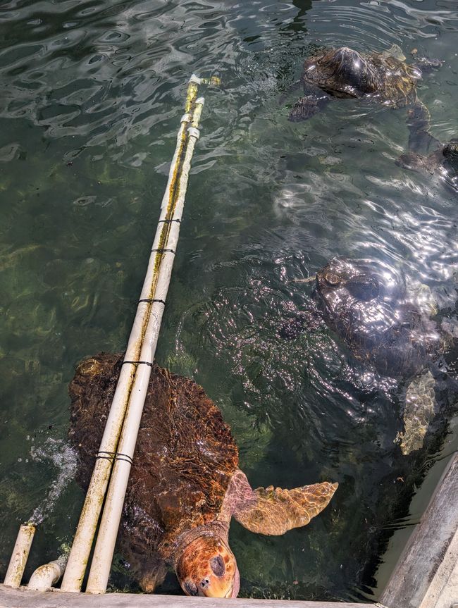 Schildkröten Krankenhaus