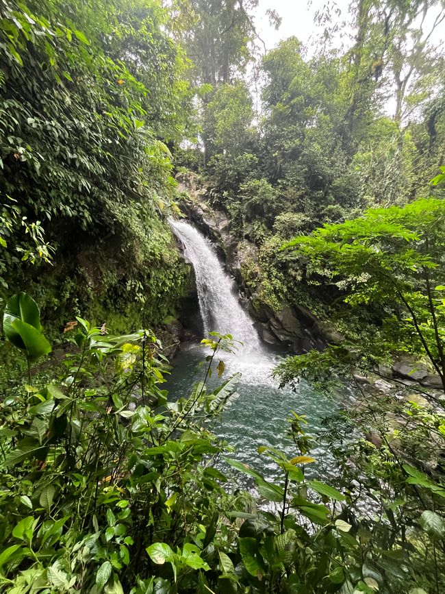 Jungle & Waterfall