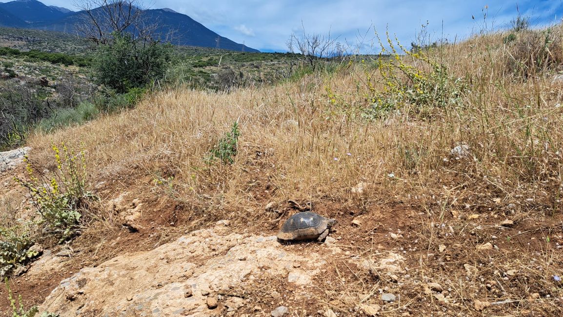 Griechische Landschildkröte