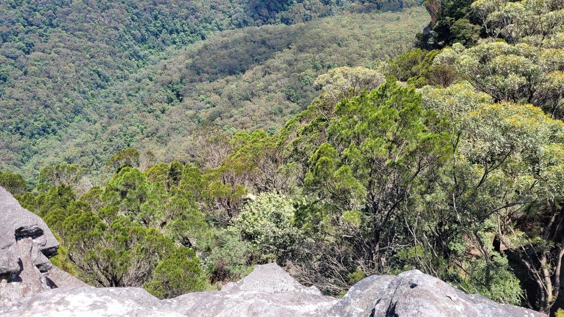 Blue Mountains – Eukalyptusbäume locken nicht nur Koalas an