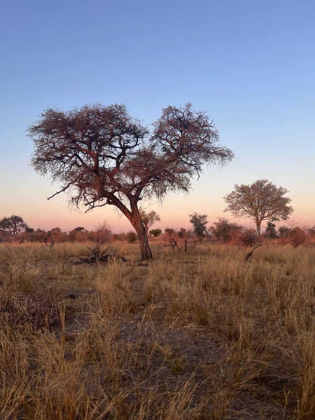 Botswana and the elephants