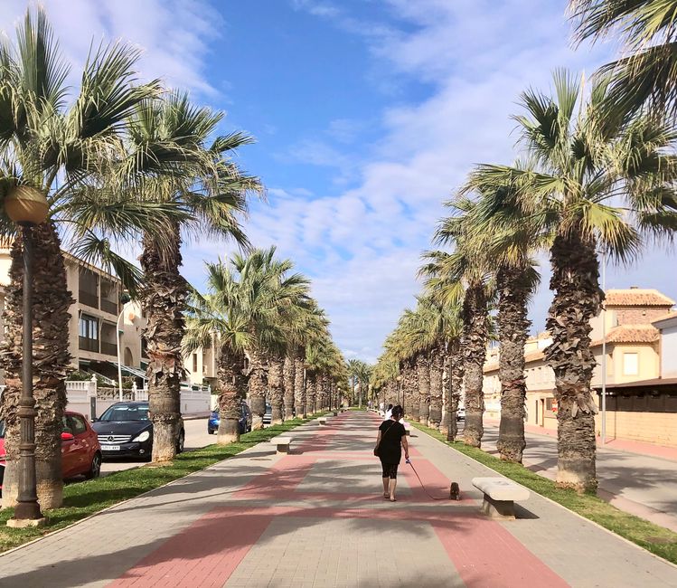 The kilometer-long palm tree avenue is one of the best things about Guardamar.