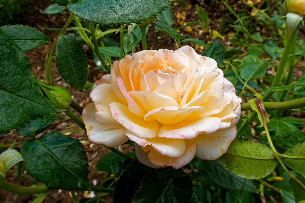 Orléans La Source Floral Park