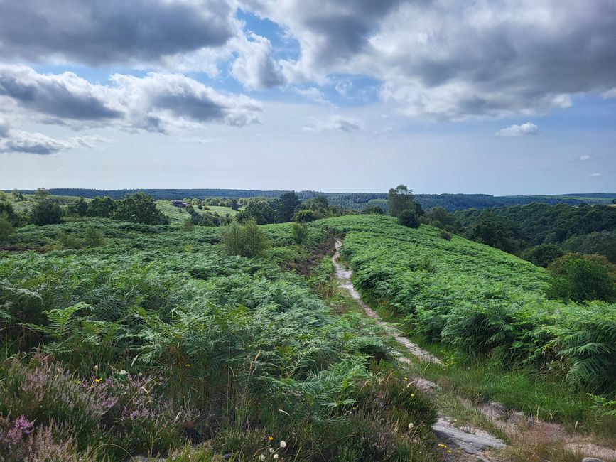 Dalby Forest