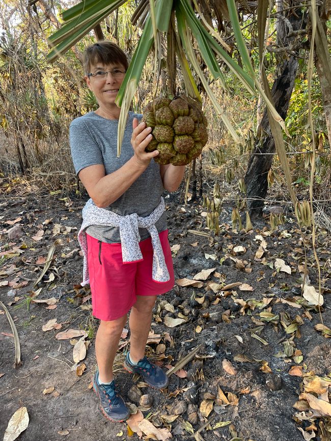 These fruits were hanging high in the 'palms' everywhere