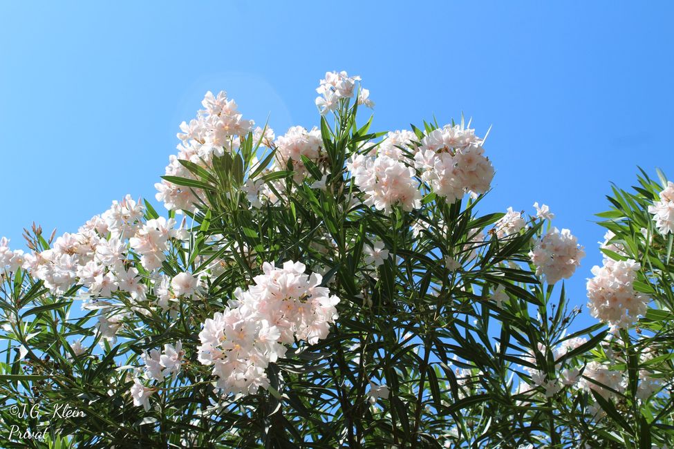 公园中的花卉盛景